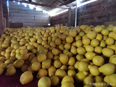 家鄉(xiāng)特色水果產業(yè) 產銷現(xiàn)狀、挑戰(zhàn)與機遇的觀察